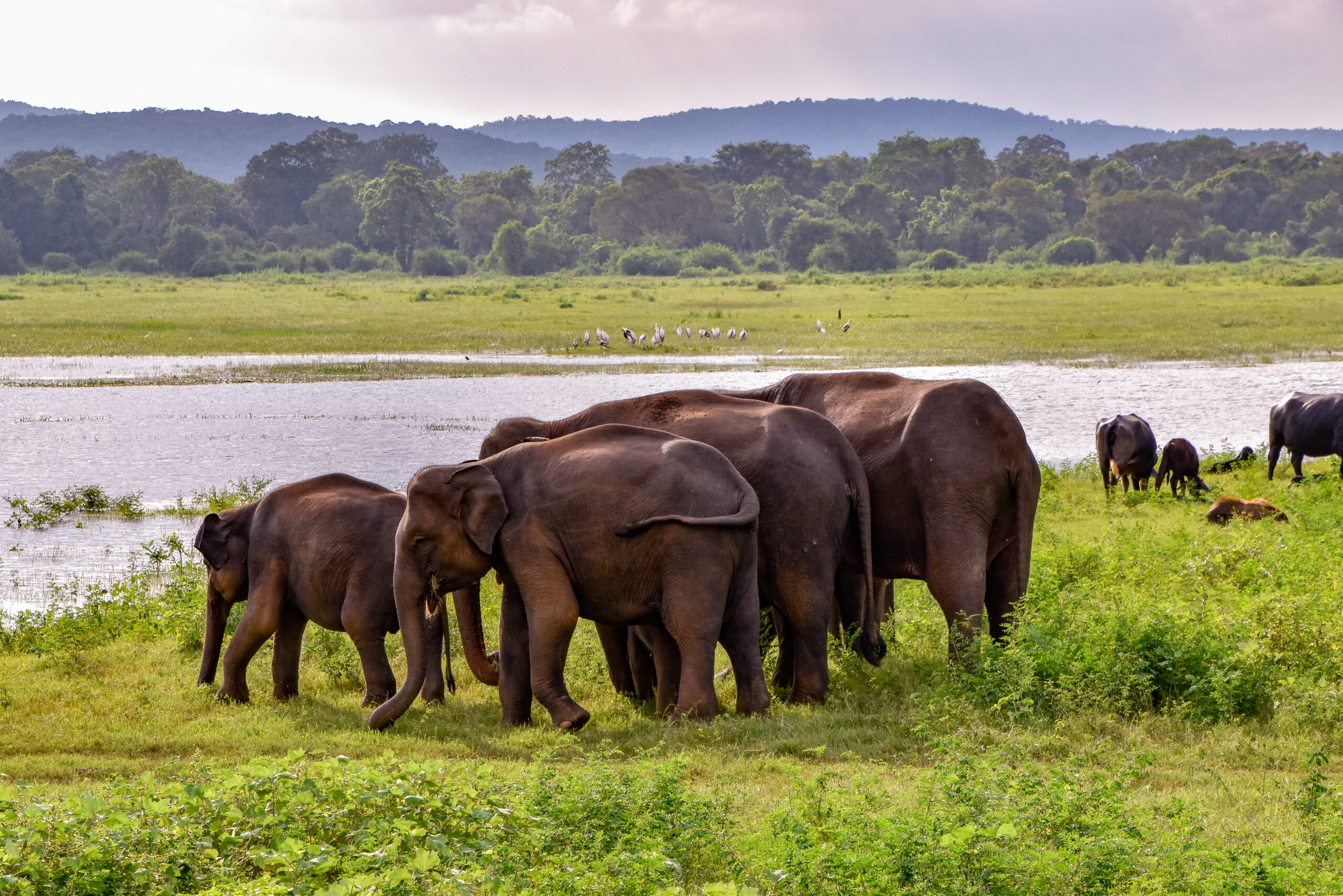 Nature & Wildlife